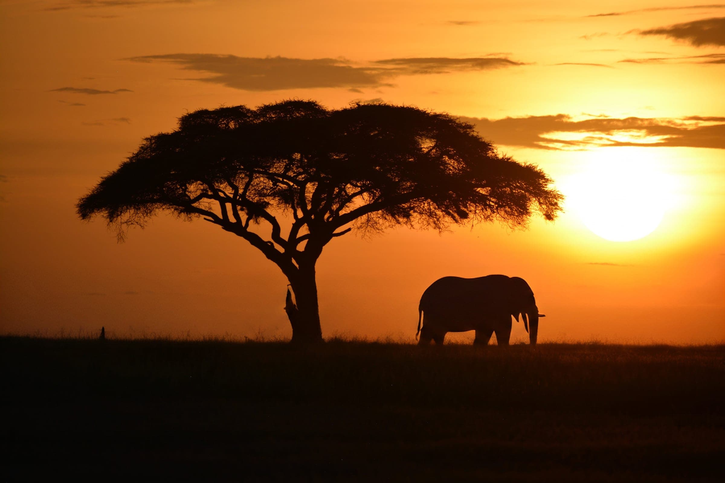 Elephant grazing beneath an acacia tree at sunset